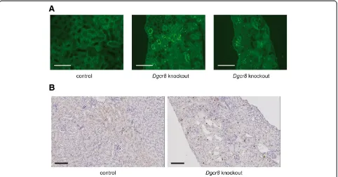 Figure 4 Loss of(representative images of renal cortex, bar = 100 Dgcr8 induces apoptosis and proliferation