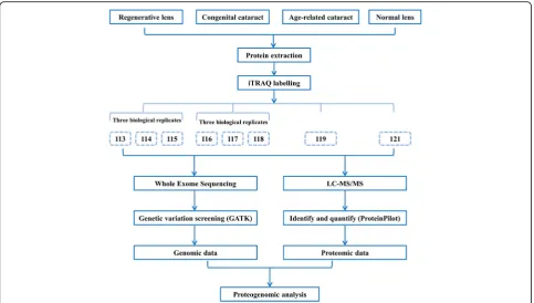 Fig. 1 Flowchart of the proteogenomic analysis of the human RLSC, CC and ARC lenses