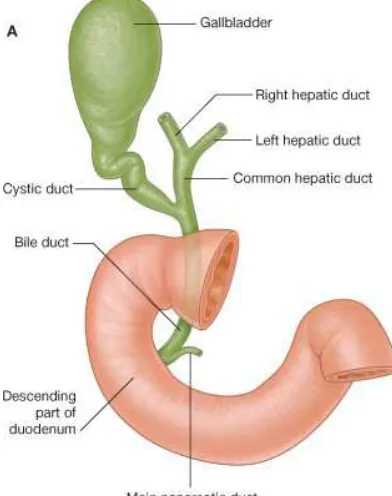 Figure 3: Anatomy of the biliary tree 