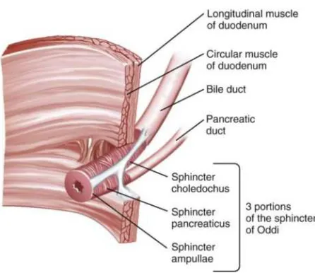 Figure 4: Anatomy of the sphincter of Oddi 