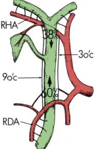 Figure 7 : Arterial blood supply of the extrahepatic biliary tree 