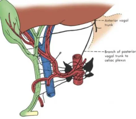 Figure 8: Nerve supply to the extrahepatic bile tree. 