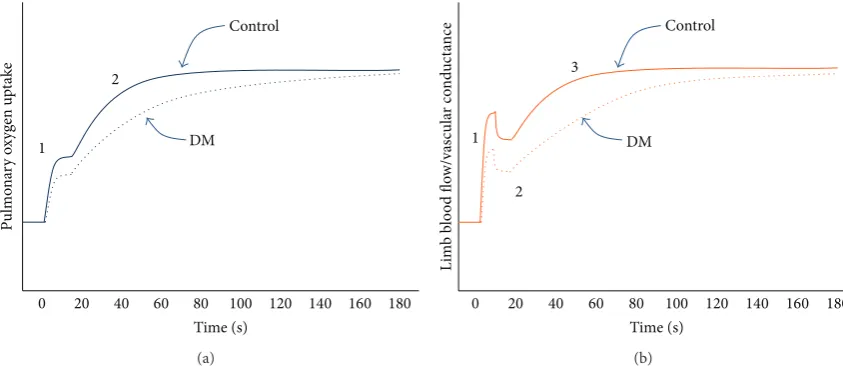 Figure 2: (a) Effect of type 2 diabetes mellitus (DM) on the dynamic response of pulmonary oxygen uptake during submaximal exercisebelow the ventilatory threshold