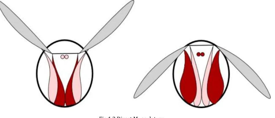 Fig 1.1 Indirect Musculature in Advanced Flying Insects 
