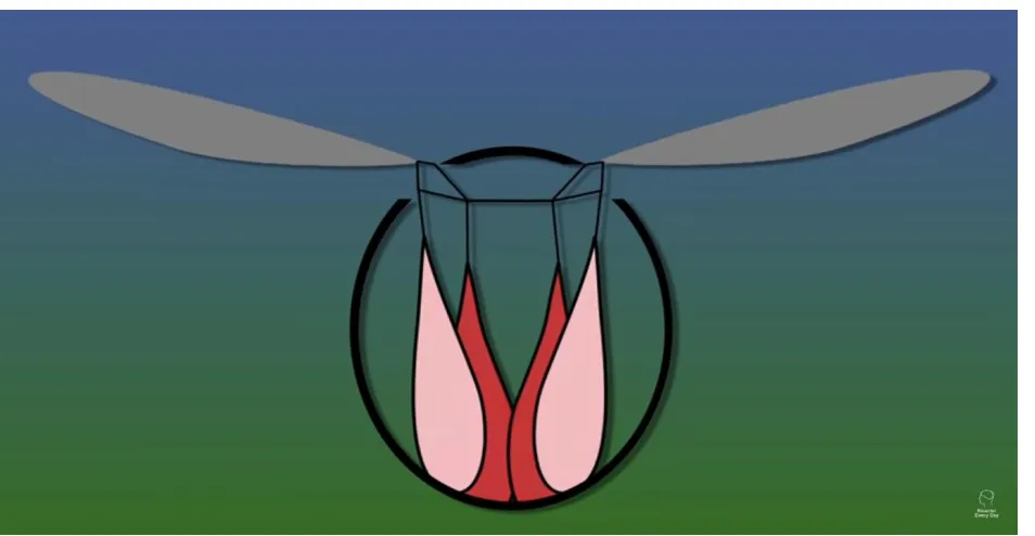 Fig 1.3 Direct Musculature in dragonflies                                                                                                                    