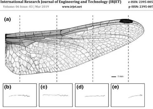 Fig 1.5 Fore wings of a dragonfly