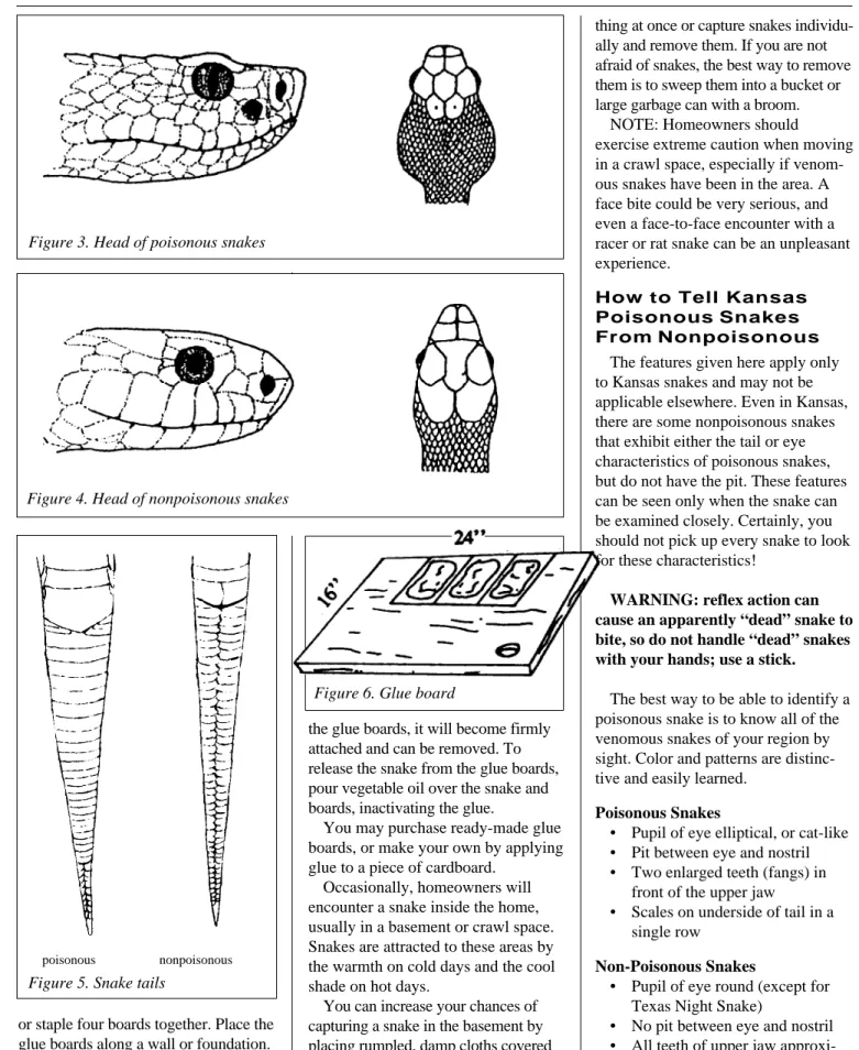 Figure 3. Head of poisonous snakes