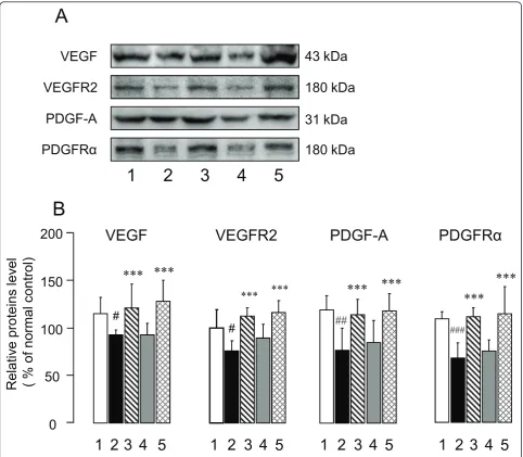 Figure 9 Effects of CTS on VEGF/VEGFR2 and PDGF-A/PDGFRa expression in the cerebral cortex of SAMP8 with and without ischemicinsult