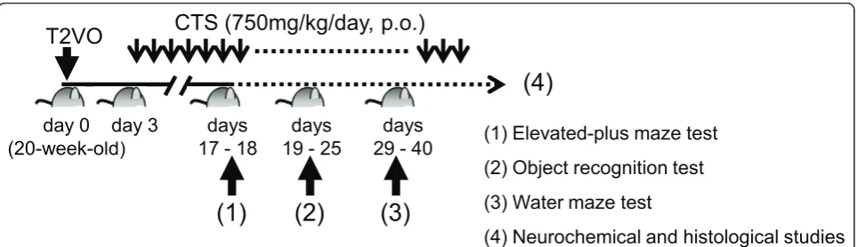 Figure 1 Schematic drawing of the experimental schedule in this study. Transient ischemic operation was conducted at day 0