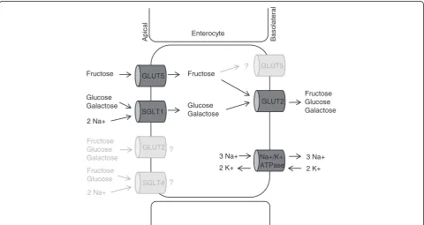 Fig. 1 Symptom generation in fructose malabsorption. As consequence of impaired absorption, fructose reaches the colon and is metabolized by colonicbacteria