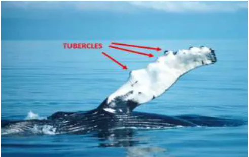Figure 1: Tubercles on whale fin 
