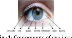 Fig -1:  Components of eye image 