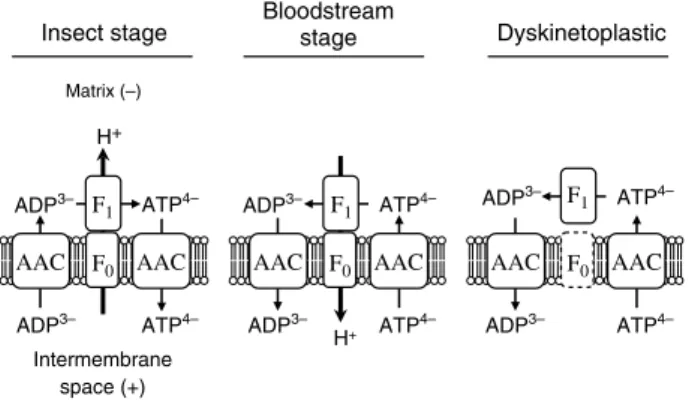 Figure 7 Model for ATP synthase complex function in trypanosome mitochondria. The ATP synthase complex functions conventionally in the insect stage and generates ATP by utilizing the proton gradient produced by the respiratory chain