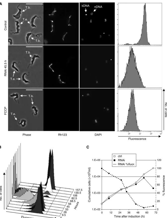 Figure 2 Knockdown of ATP synthase subunit a in LS T. brucei abolishes DCm. (A) Live cells were stained with the fluorescent mitochondrial marker Rh123 (0.25 mM), immobilized, and analyzed by phase contrast and epifluorescence microscopy