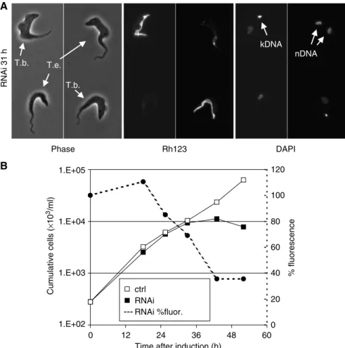 Figure 4 Knockdown of ATP synthase subunit a in T. evansi Antat 3/3 reduces DCm. (A) Rh123 staining of immobilized cells as described for Figure 2A