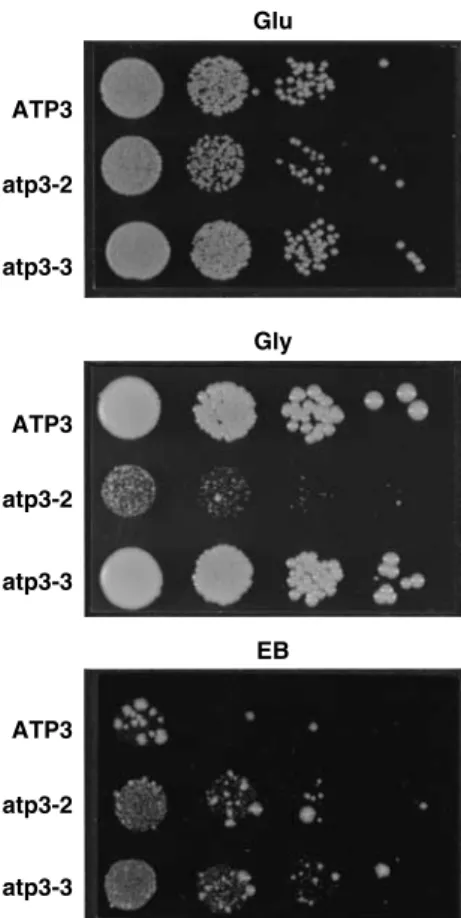 Figure 6 The Leu262Pro mutation in the gene encoding the g subunit of the F 1 moiety from a Dk strain of T