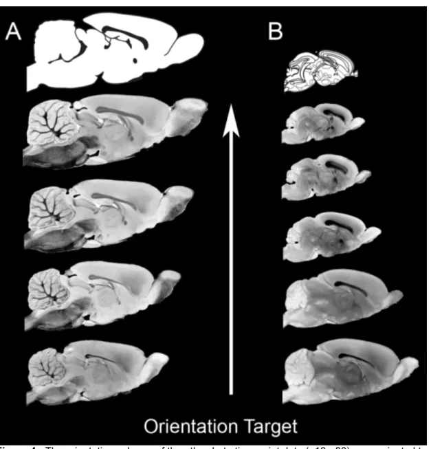 Figure 4 - The orientation scheme of the atlas. Late time point data (p18-p80) were oriented to  the Paxinos and Watson adult rat brain atlas (Column A)