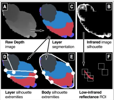 Figure 3. Preprocessing of the depth (A) and infrared (B) silhouettes into three layers (C), layer (D) and body (E) extremities, and low infrared reflectance regions (F)