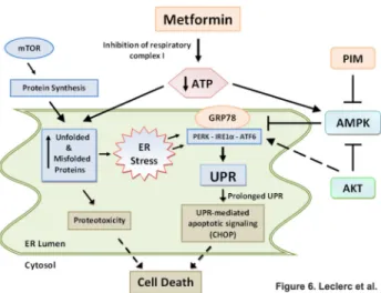 Figure 6.  Proposed mechanism of action for metformin in ALL cells.  Metformin induces metabolic stress by decreasing the  ATP:  AMP  ratio,  which  leads  to  activation  of  AMPK,  and increased level of unfolded/misfolded proteins in the ER lumen.