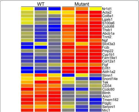 Fig. 1 Heatmap of genes showing microarray based differential expression in Cd2ap−/− mutant mesangial cells