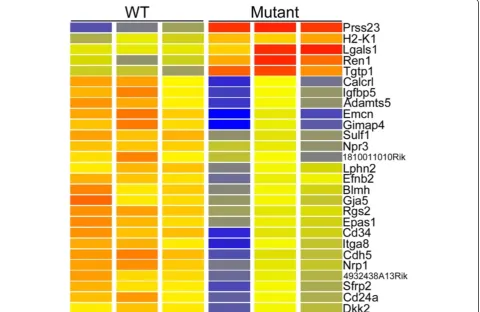Fig. 3 Heatmap of genes showing microarray based differential expression in Cd2ap−/− mutant podocytes