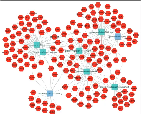 Fig. 4 Functional analysis of genes upregulated in mutant podocytes. Genes are red hexagons and molecular functions and biological processesare rectangles