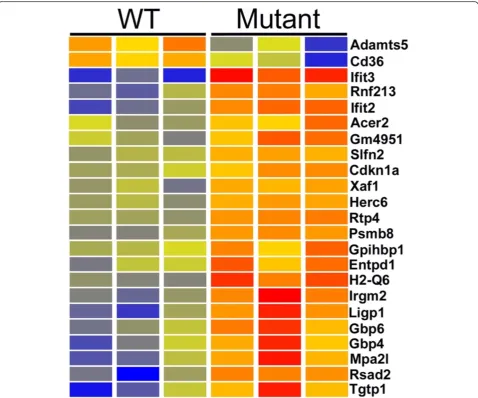 Fig. 5 Heatmap of genes showing microarray based differential expression in Cd2ap−/− mutant endothelial cells