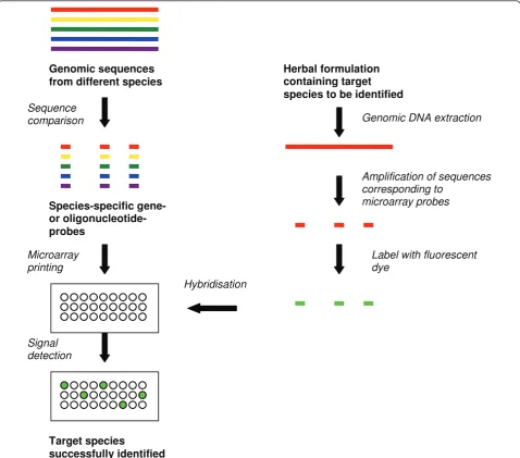 Figure 1 Method of manufacturing and using oligonucleotide or gene-probe based microarray for fingerprinting herbal plants