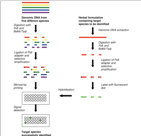 Figure 2 Method of manufacturing a microarray with diversity array technology (DArT™) and using it for fingerprinting herbal plantsFingerprinting herbal species using a single dye system is shown in the figure; however, it is possible to use a dual-dye sys