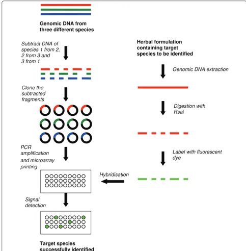 Figure 3 Method of manufacturing a suppression subtractive hybridization-based microarray and using it for fingerprinting herbalplants