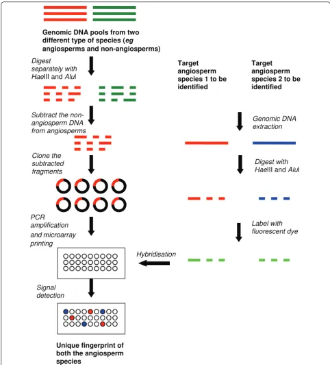 Figure 4 Method of manufacturing a subtracted diversity array and using it for fingerprinting herbal plants