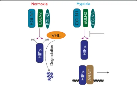 Fig. 1 Schematic diagram of oxygen-dependent HIF regulation. In normoxia, HIF-binding and proteasome-mediated degradation