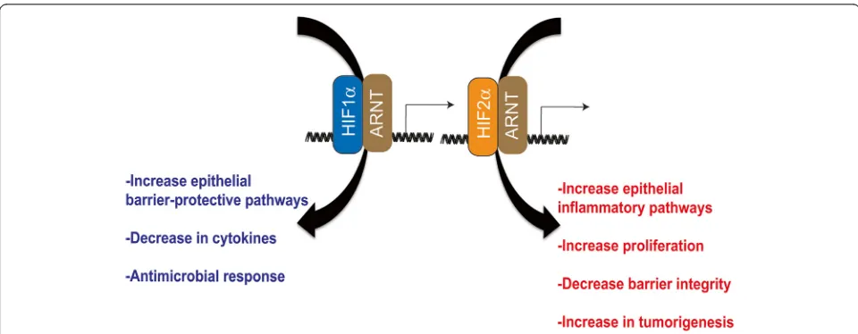 Fig. 2 Distinct roles of HIF-1response and antimicrobial response. HIF-2integrity and results in increase susceptibility to colon tumors.α and HIF-2α in IBD