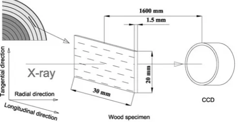 Fig. 1. Schematic of wood samplings and small-angle X-ray scattering (SAXS) measurements