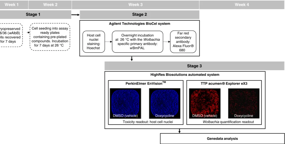 Fig. 1 The high-throughput anti-Wolbachia screening ﬂow. This extensive 16-step screen per batch across all three stages was completed over 3 weeksfollowed by overﬂow plate reading and data analysis in the 4th week when at full capacity of four daily batch
