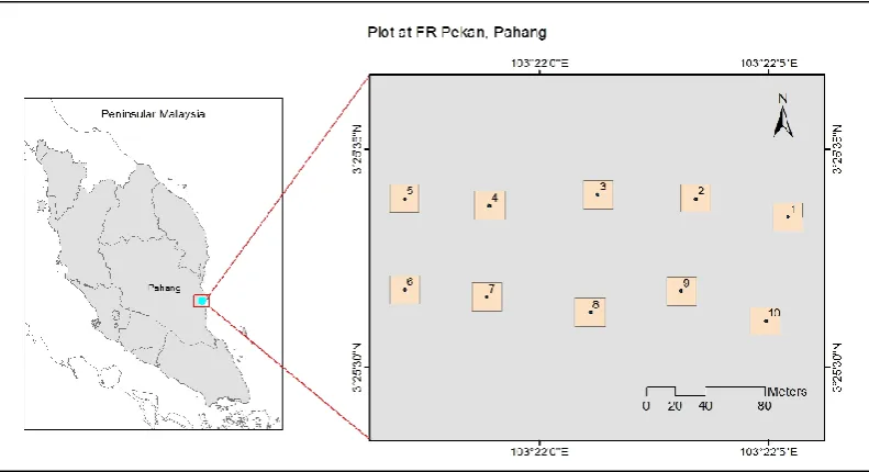 Figure 1: Permanent plot size establishment of 20 m x 20m in Compartment 75 Pekan FR for tree biomass assessment and carbon stock study