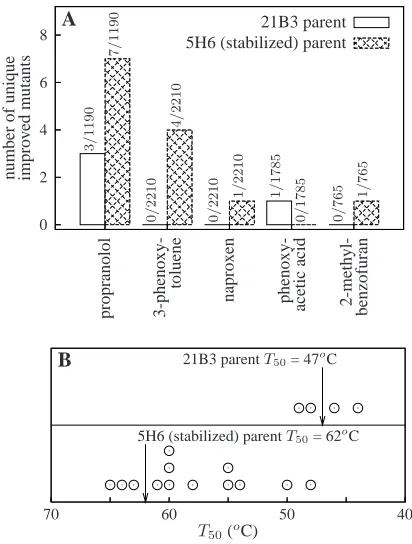 Figure 3.4: Increased stability enhances evolvability of the P450 BM3 heme domain. (A)The stable 5H6 protein yielded more mutants with new or improved activity than themarginally stable 21B3 protein