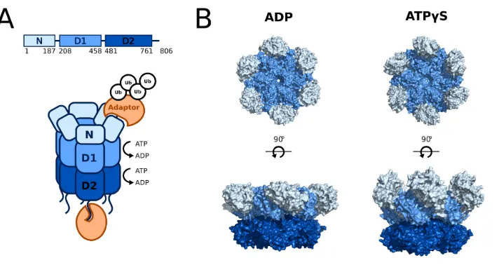 Figure 1.3: p97 structure and binding partners. (A) Cartoon representation of a p97 homohexamer showingthree folded domains (N, D1, D2) as well as an unstructured C-terminal tail