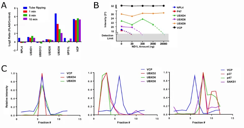 Figure 1.4: p97-adaptor network is dynamic in cell lysate. (A) Exchange rate of p97 adaptors during IP-MS.Cells expressing FLAG-p97 and WT p97 were grown in light and heavy media, respectively