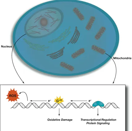 Figure 1.1.   DNA charge transport (CT) in a biological environment.  DNA CT could play a role in many cellular processes ranging from funneling oxidative DNA damage to regulatory or noncoding regions in the mitochondrion and nucleus to mediating protein s