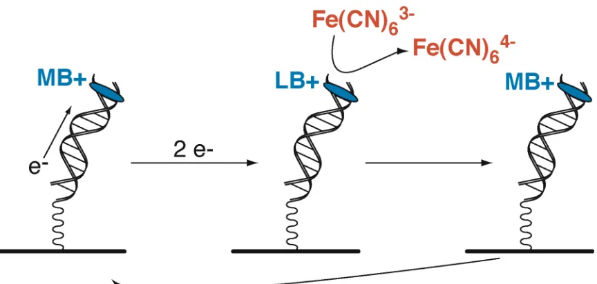 Figure 2.1.  Scheme for electrocatalysis at a DNA-modified electrode.  MB+ denotes methylene blue as the redox-active intercalative probe