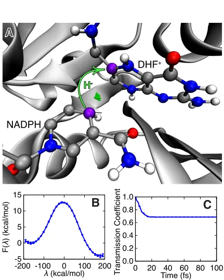 Figure 1.1: The hydride transfer reaction catalyzed by DHFR. (A) The active sitewith the hydride (green) shown in the ring-polymer representation of the quantizedMD and the donor and acceptor C atoms in purple.(B) The quantized freeenergy proﬁle for the re