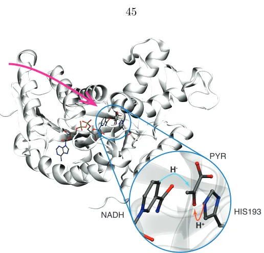 Figure 3.1: The crystal structure of human heart lactate dehydrogenase isozymewhich catalyzes the conversion of pyruvate to lactate by transferring a protonfrom hisidine 193 and a hydride from NAPH to pyruvate (inset)