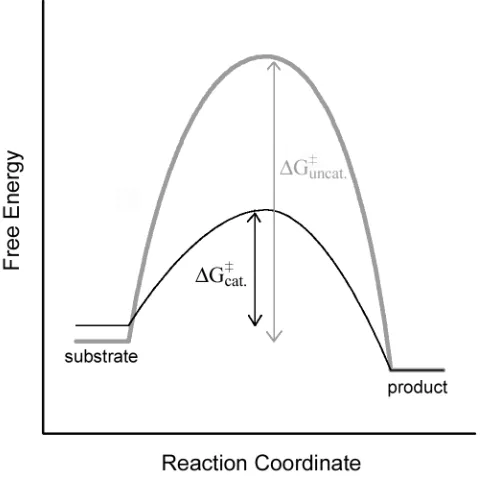 Figure 1.1  Lowering the free energy of activation ∆G, by transition state stabilization and ground state destabilization results in faster reaction rates for the catalyzed reaction (black) compared to the un-catalyzed reaction (grey)