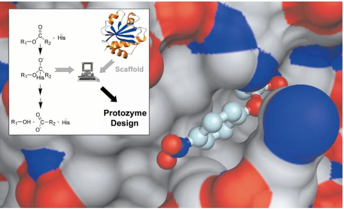 Figure 1.3  Computational design of an active site.  A reaction mechanism and backbone scaffold are used to computationally predict protein sequences capable of binding substrate and catalyzing the reaction of interest