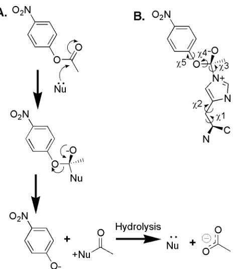 Figure 3.1  A) Nucleophile mediated catalysis of PNPA hydrolysis.  B) High-energy state structure used in the computational active site scan