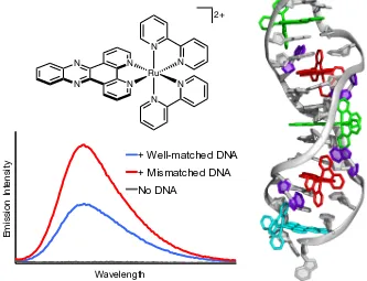 Figure 2.1. (Left) [Ru(bpy)2(dppz)]2+ is a molecular “light switch” for duplex DNA in aqueous solution, and luminesces more brightly in the presence of DNA containing a mismatch