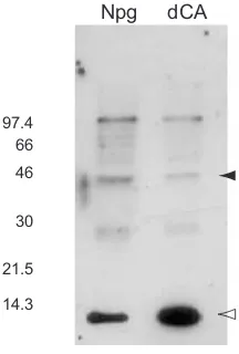 Figure 3.8  Western blot of total membrane preparations from oocytes expressing nAChRsuppressed with Npg at position α132, using Mab210 as the primary antibody.33  Solid arrowindicates full-length alpha subunit
