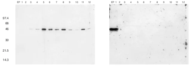 Figure 3.11  Assay for the plasma membrane-resident Na+/K+ ATPase, showing that activity isgreatest in fractions 5 and 6, which are thus identified as containing the plasma membrane.40  Theassay is based on detection of inorganic phosphate and was carried out by Yan Dang.