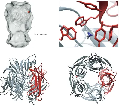 Figure 2.1   Views of the nAChR based on X-ray crystallography of the highly homologous snailacetylcholine binding protein.12 Top left:  Receptor electron density from electroncryomicroscopy,9 superimposed over a ribbon diagram of AChBP, which corresponds 